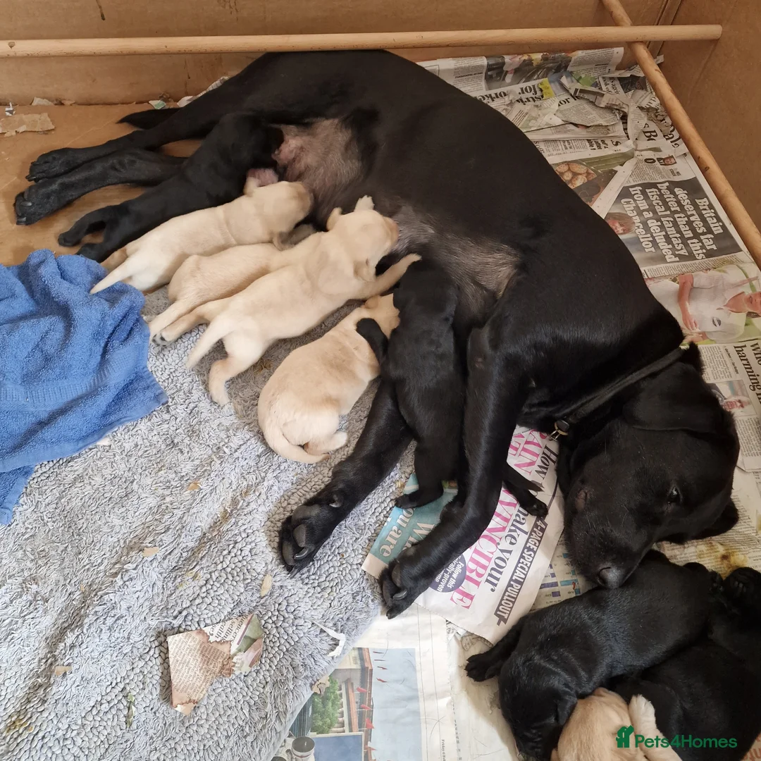 Labrador Retriever dogs for sale: Labrador Puppies - Advert 1