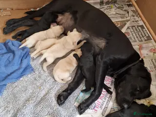 Labrador Retriever dogs Labrador Puppies - Advert 1