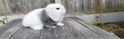 Mini Lop rabbits for sale: Mini Lop bunnies Pure Breed  - Advert 13