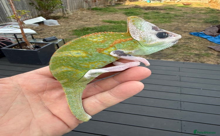 Chameleon reptiles - Advert 1