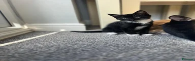 Mixed Breed Kitten 2