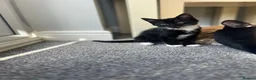 Mixed Breed cats for sale: Two black and white Cats for sale  in Rotherham - Advert 4