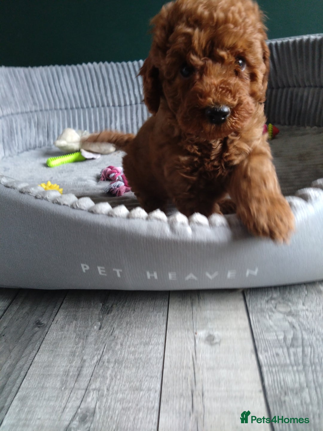 Cockapoo dogs for sale: F1B Cockapoos puppies - Image 10