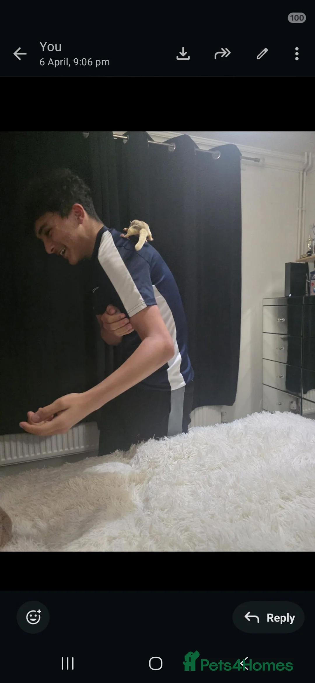 Sugar Glider rodents for sale: 5 sugargliders mixed and very friendly  in Cheltenham - Advert 4