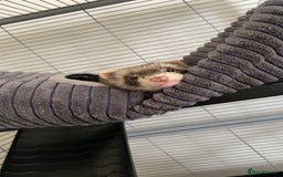 Ferret rodents for sale: Willow the Ferret - Image 1