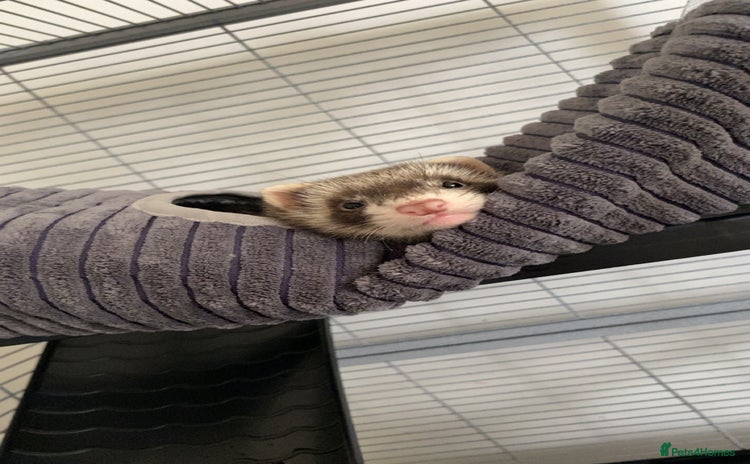 Ferret rodents - Advert 1
