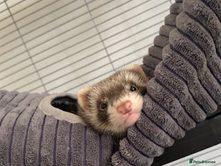 Ferret rodents - Advert 4