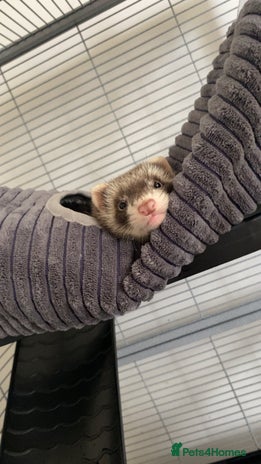 Ferret rodents - Advert 1
