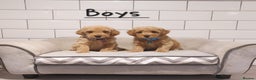 Cavachon dogs for sale: Cavapoochon puppies 🥰 - Advert 7