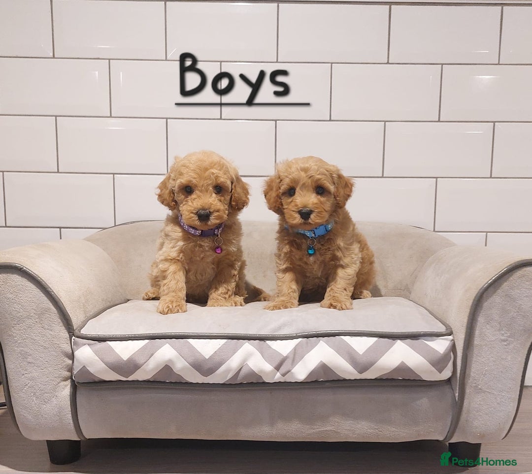 Cavachon dogs for sale: Cavapoochon puppies 🥰 - Advert 7