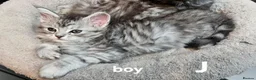 Maine Coon cats for sale: Large Maine Coon kittens regd European bloodline - Advert 6