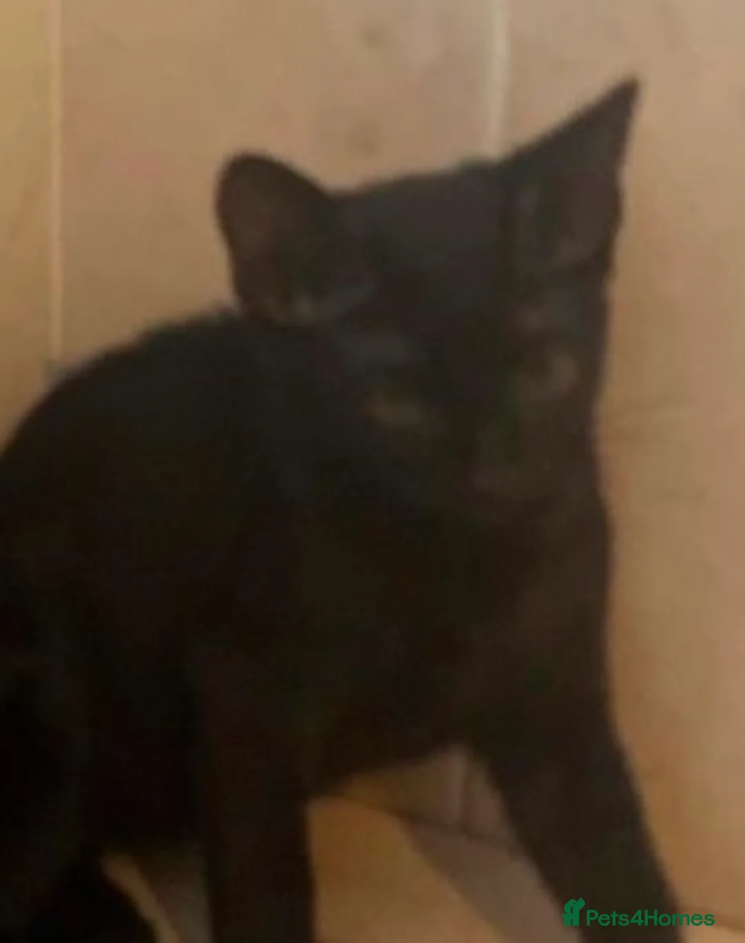 Domestic Shorthair cats for sale: Black Kittens For Sale  - Advert 2
