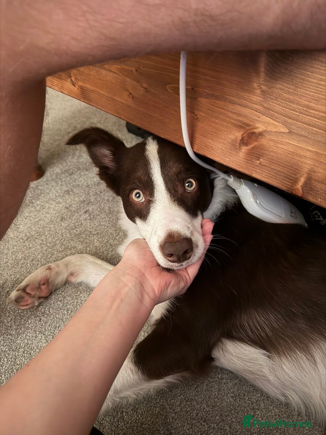 Border Collie dogs for sale: 10 month old Pure Border Collie 🐾 - Advert 3