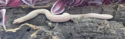 Snake reptiles for sale: Western hognose babies mixed sexes & morphs £160ea - Advert 2