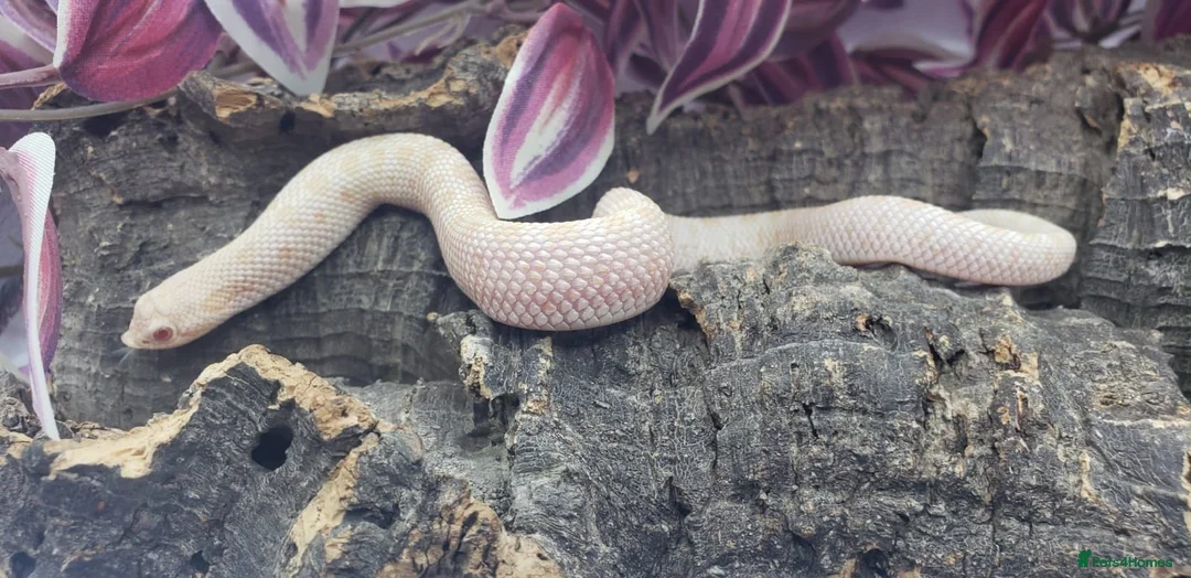 Snake reptiles for sale: Western hognose babies mixed sexes & morphs £160ea - Advert 2