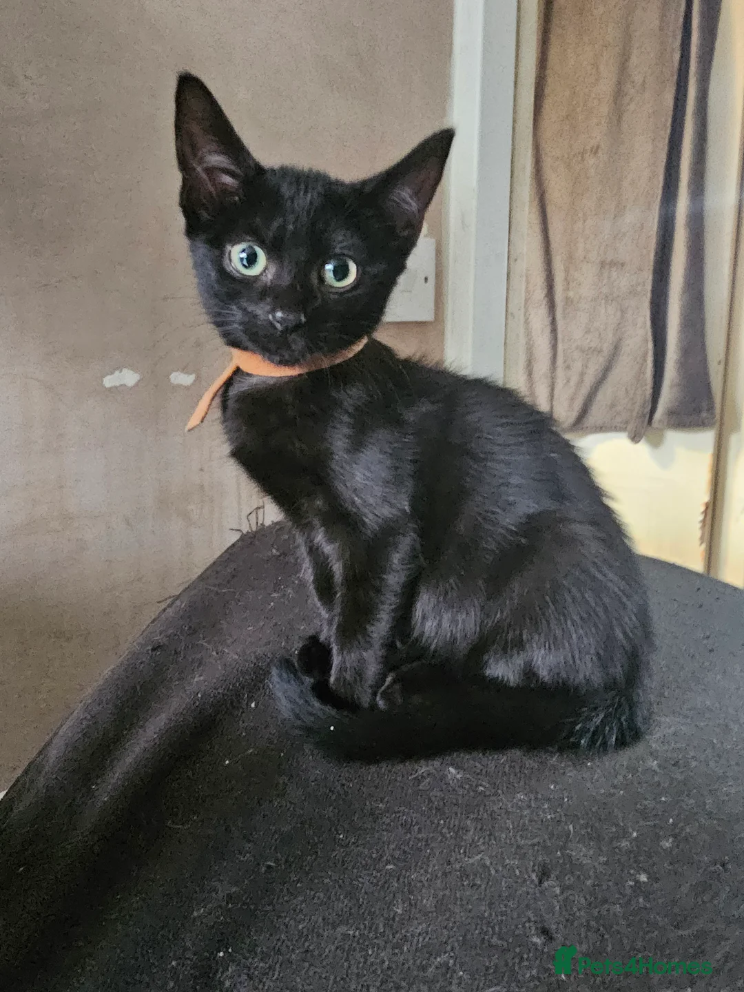 Mixed Breed cats for sale: Adorable black kittens for sale - Advert 39