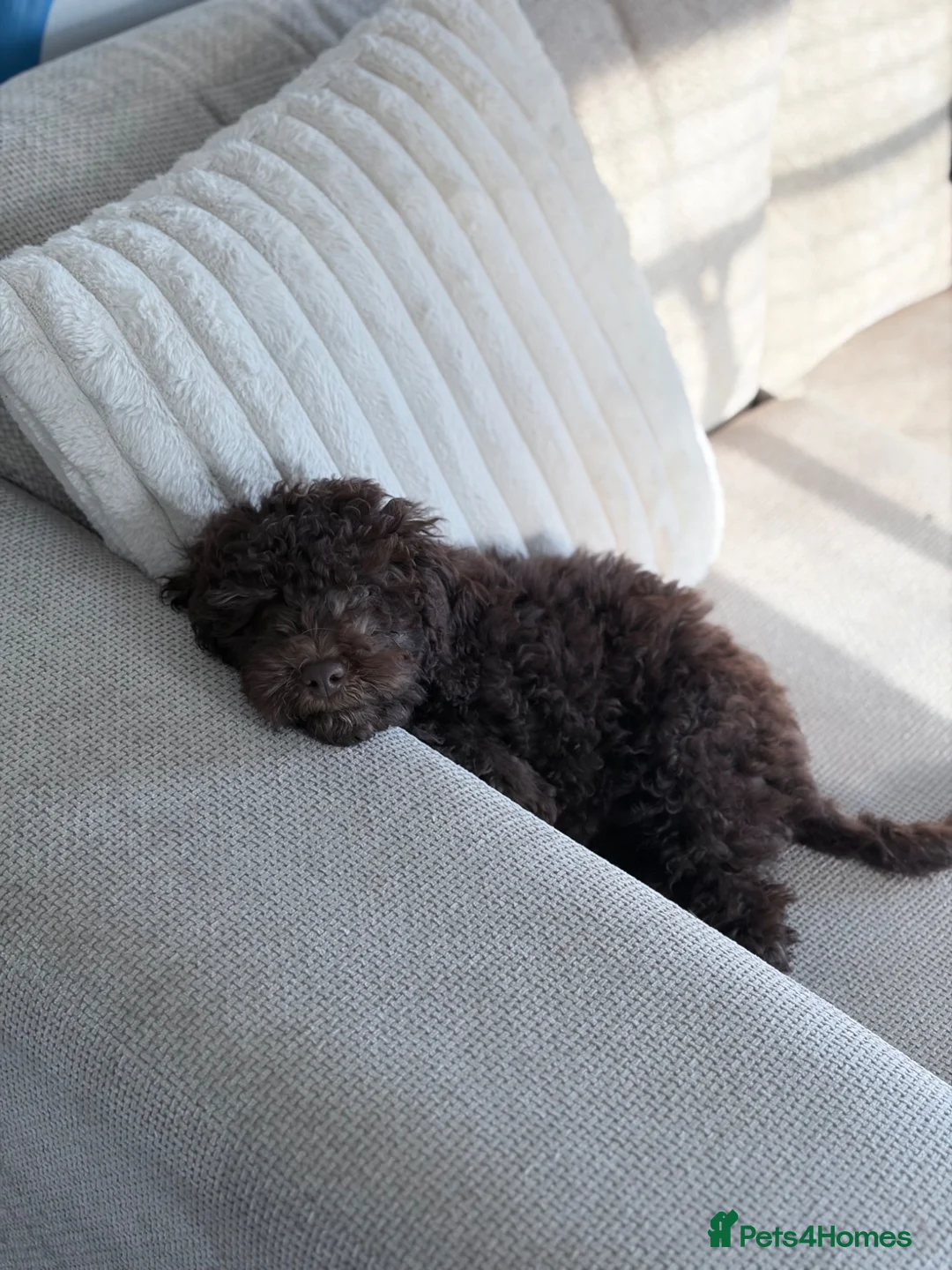Sproodle dogs for sale: Beautiful pup for sale - Advert 3