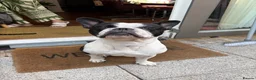 Mixed Breed dogs for stud: Healthy Strong Frenchie Cross Staffordshire Stud🐶 - Advert 1