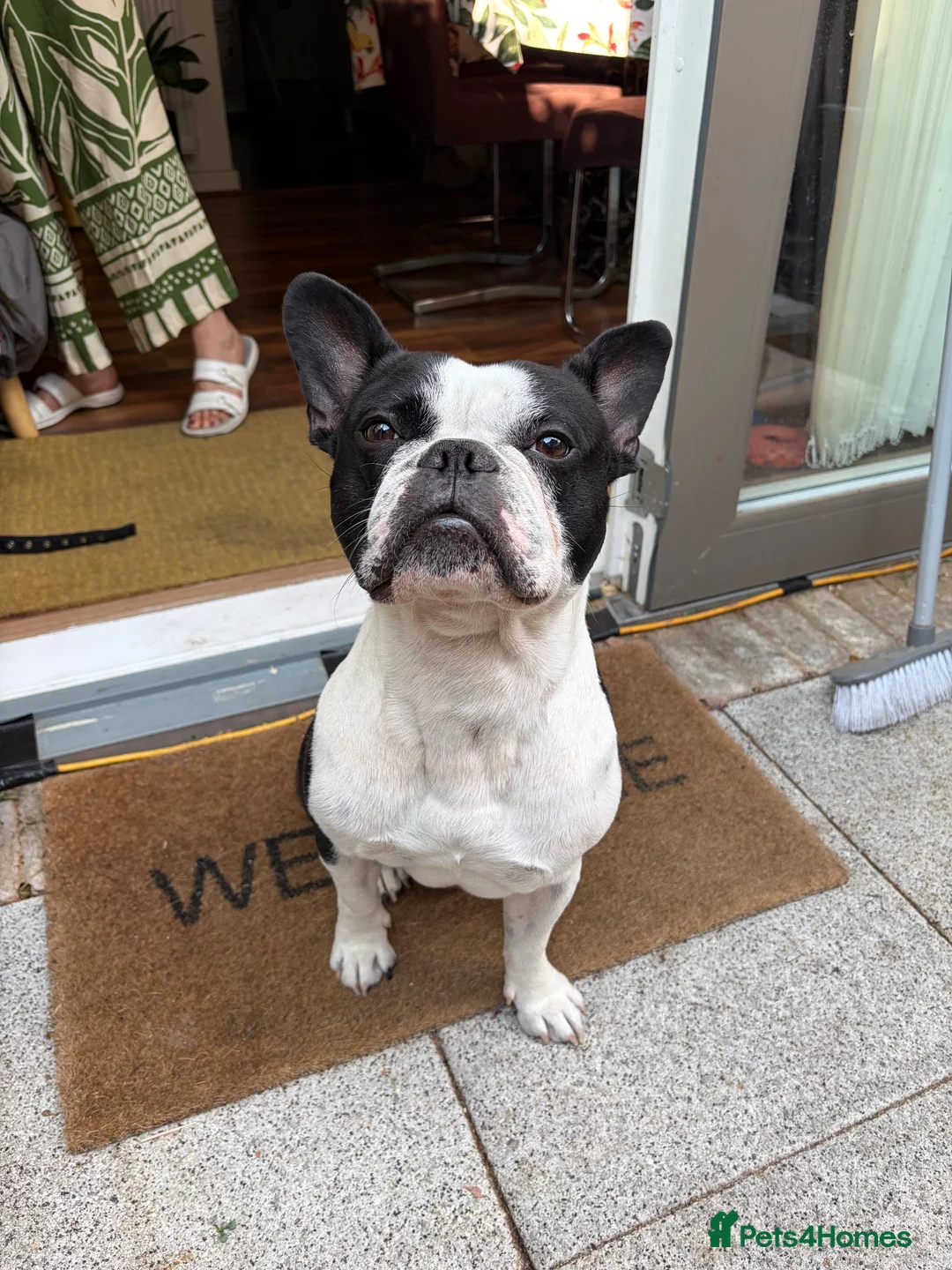 Mixed Breed dogs for stud: Healthy Strong Frenchie Cross Staffordshire Stud🐶 - Advert 1