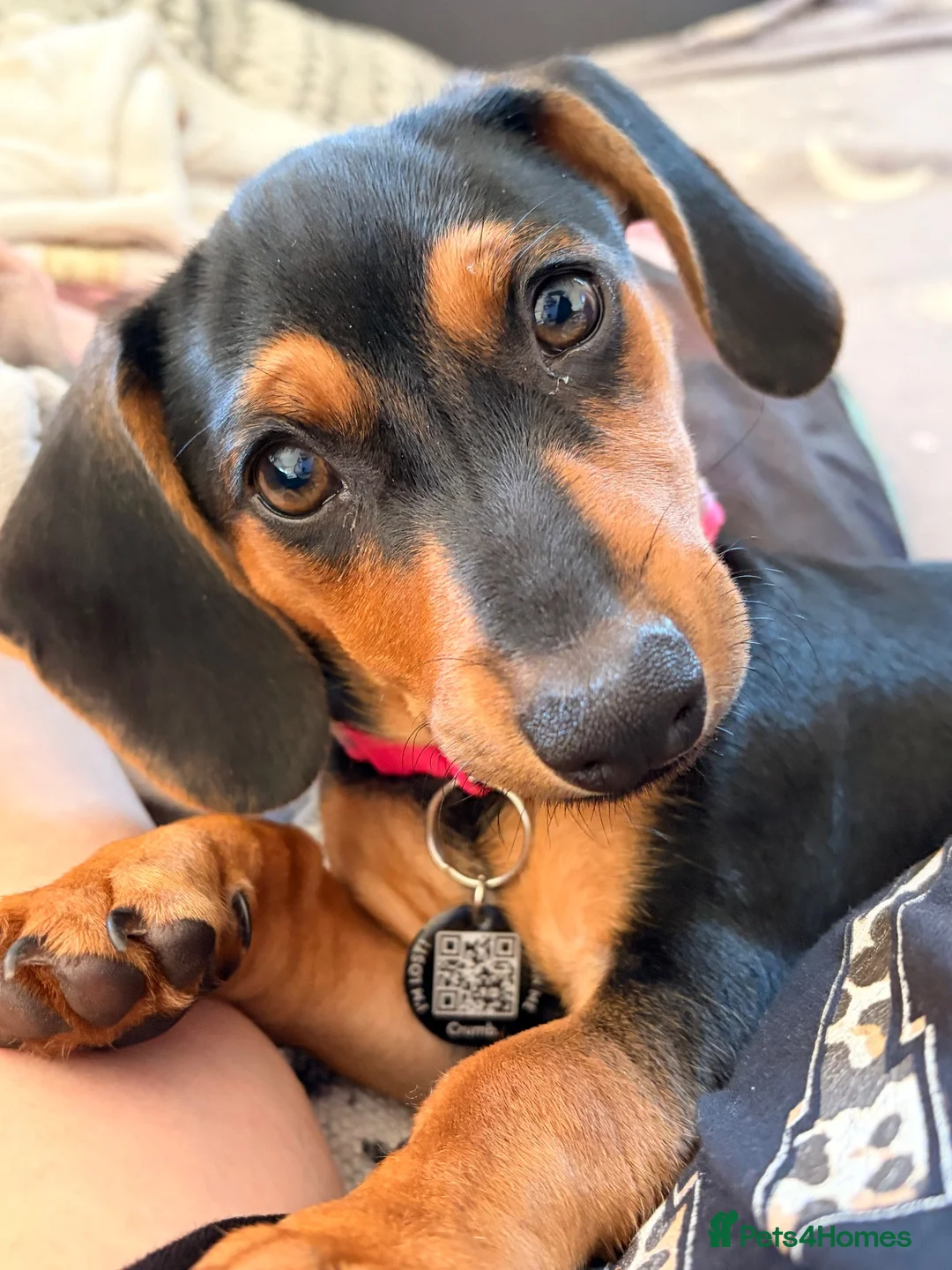 Dachshund dogs for sale: Bella - Advert 1