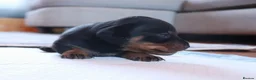 Miniature Dachshund dogs for sale: KC mini dachshund for sale - Advert 9