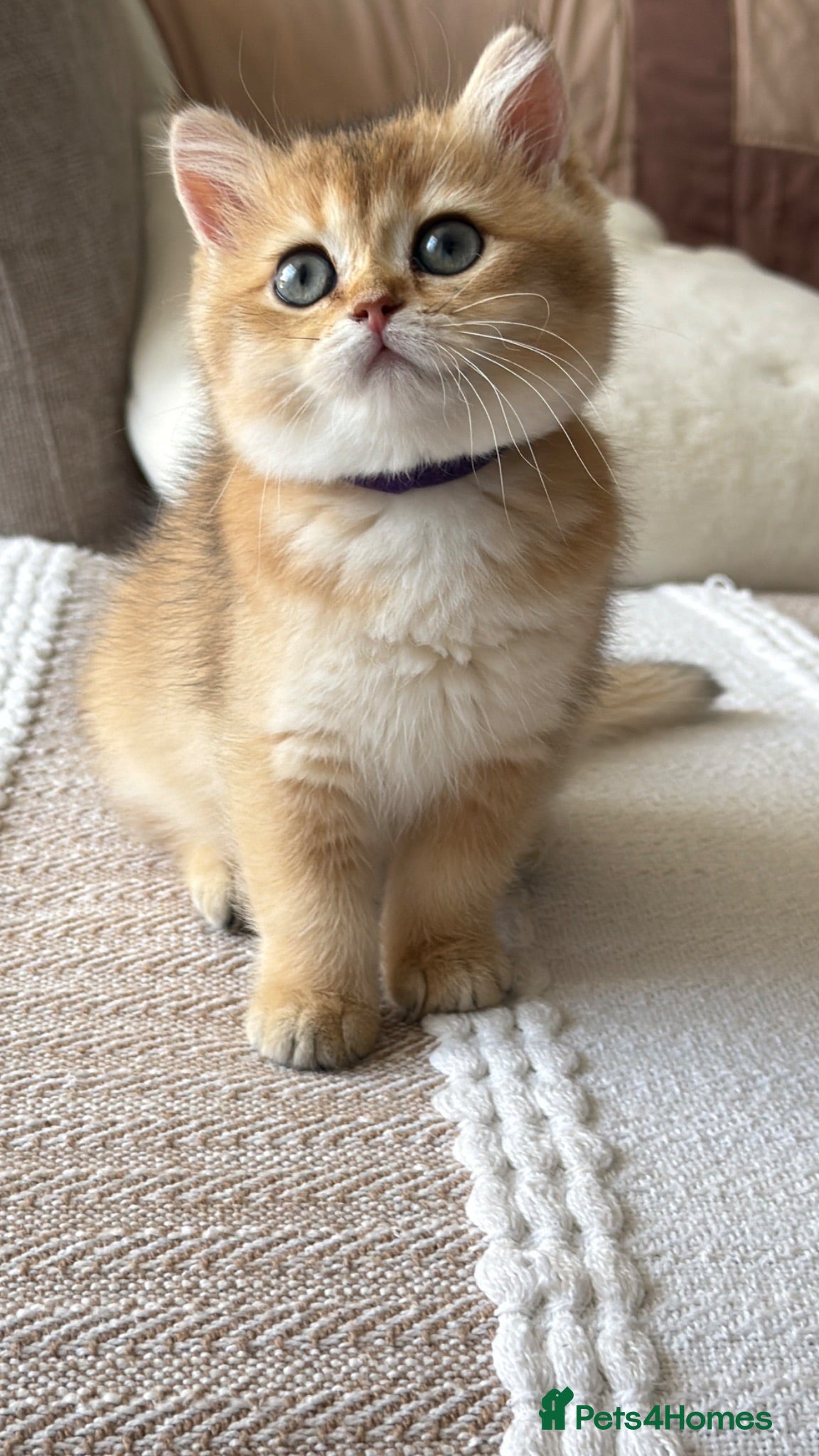 British Shorthair cats Exception quality,Champion bloodlines GCCF/TICA🏆 - Advert 2