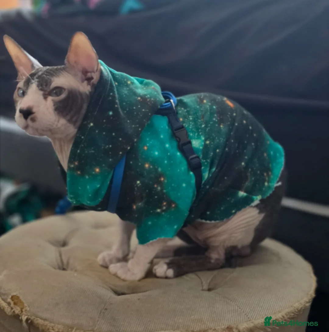 Sphynx cats for sale: Loving sphynx  - Advert 1