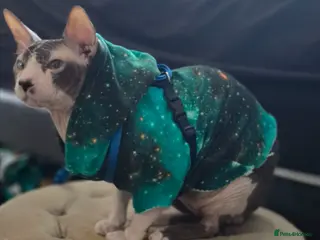 Sphynx cats Loving sphynx - Advert 2