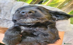 Cocker Spaniel dogs for sale: Beautiful Working Cocker Puppies - Image 5