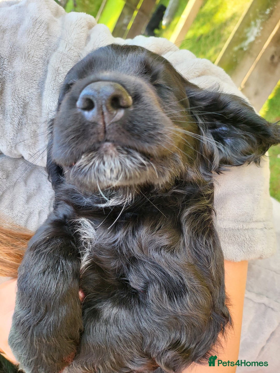 Cocker Spaniel dogs for sale: Beautiful Working Cocker Puppies - Image 5