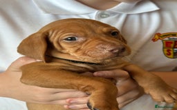 Hungarian Vizsla dogs for sale: Amazing Hungarian vizsla puppies - Image 33