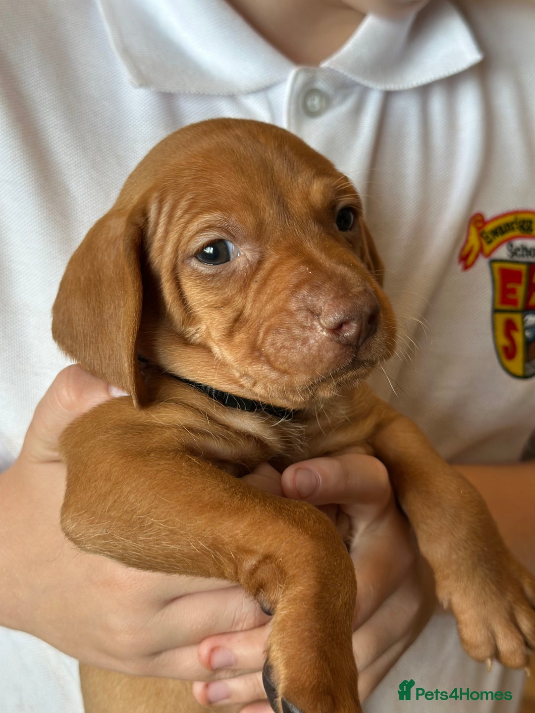 Hungarian Vizsla dogs for sale: Amazing Hungarian vizsla puppies - Image 33