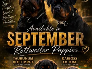 Rottweiler dogs Premium KC Registered Rottweilers - Advert 1