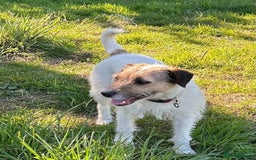 Mixed Breed dogs for adoption: Zori - Badersfield Norfolk  - Image 6