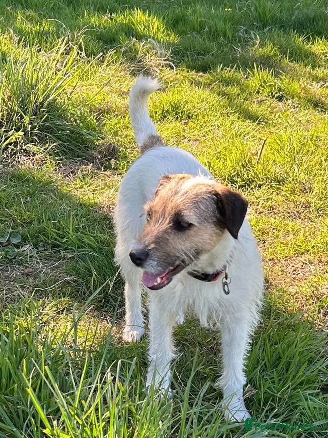 Mixed Breed dogs for adoption: Zori - Badersfield Norfolk  - Image 6