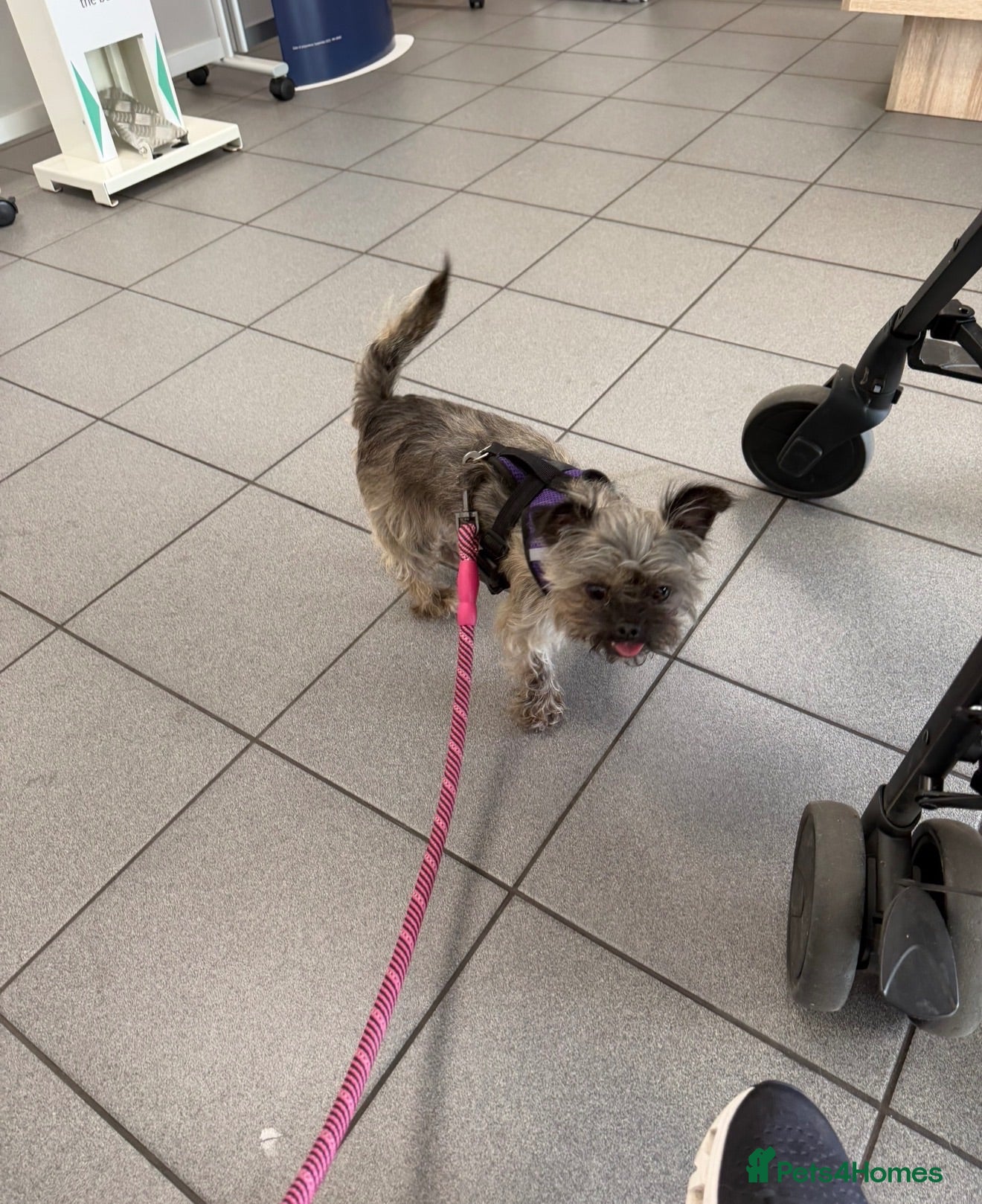 Mixed Breed dogs Beautiful chihuahua x shihtzu rehome  - Advert 2