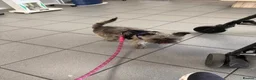 Mixed Breed dogs for sale: Beautiful chihuahua x shihtzu rehome  - Advert 2