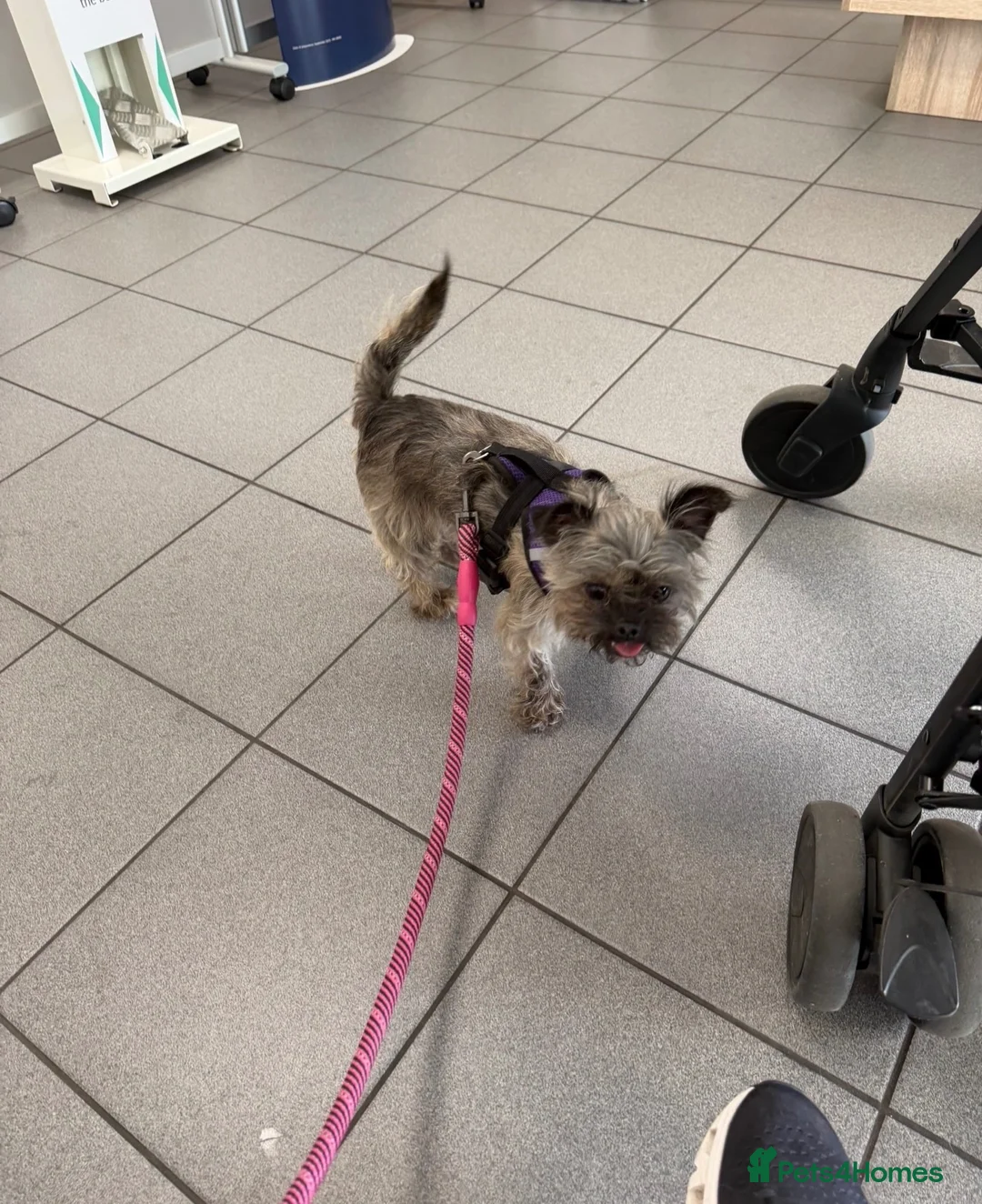 Mixed Breed dogs for sale: Beautiful chihuahua x shihtzu rehome  - Advert 2