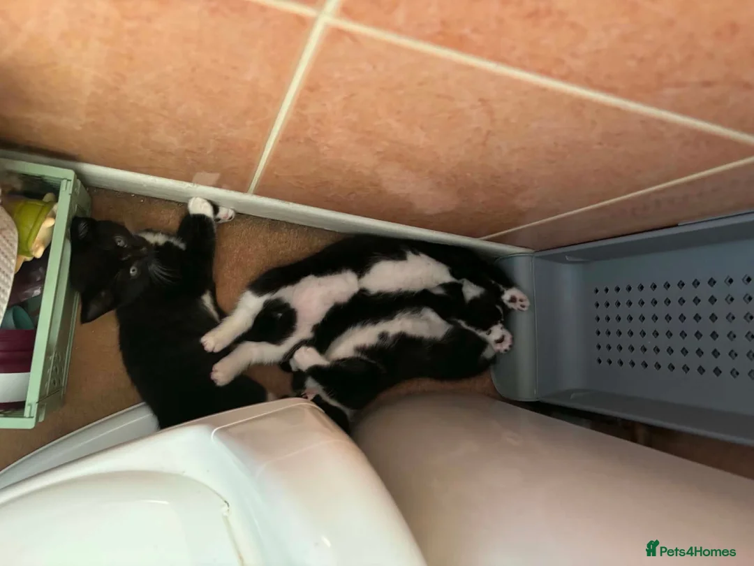Mixed Breed cats for sale: Lovely crazy kittens - Advert 2