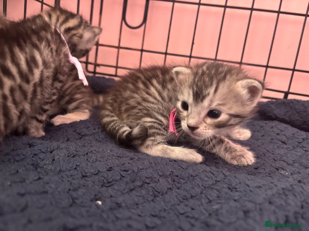 Bengal cats for sale: Bengal mix kittens  - Advert 2