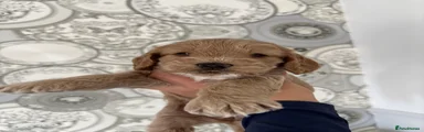 Cockapoo 3