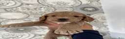 Cockapoo dogs for sale: 🐾💕7 GORGEOUS COCKAPOOS GIRLS 💕🐾 in Littlehampton - Advert 22
