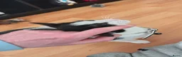 Mixed Breed cats for sale: Kitten for sale female  in Newcastle upon Tyne - Advert 6