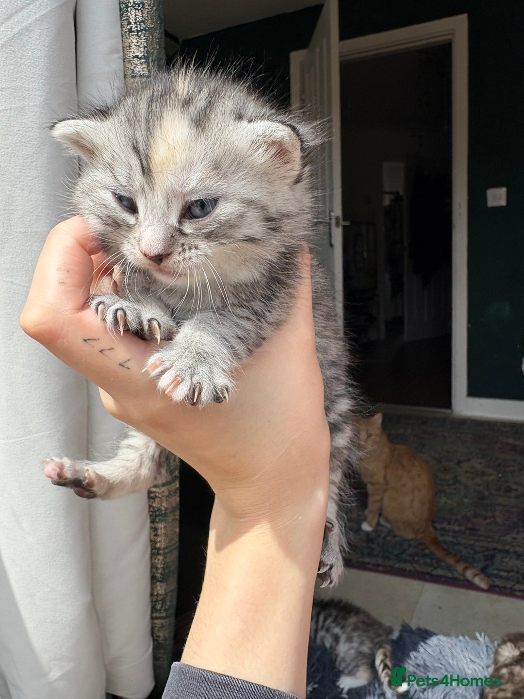 Bengal cats for sale: Beautiful half bengal kittens  - Image 7