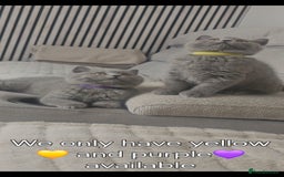 British Shorthair cats for sale: GCCF Registered Pure british shorthair kittens 😸  - Image 2