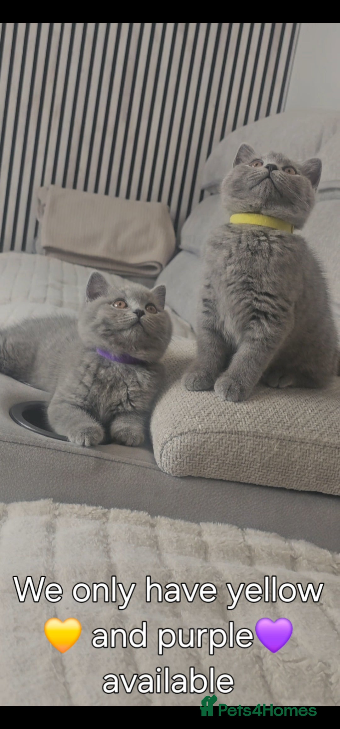 British Shorthair cats for sale: GCCF Registered Pure british shorthair kittens 😸  - Image 2
