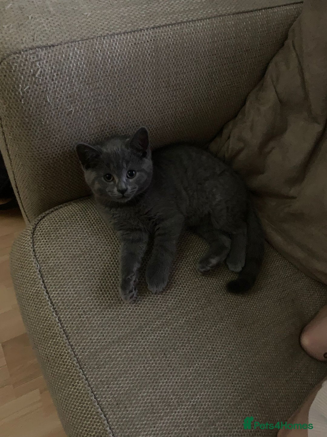 Mixed Breed cats for sale: British shorthair with Russian Blue mix - Advert 10