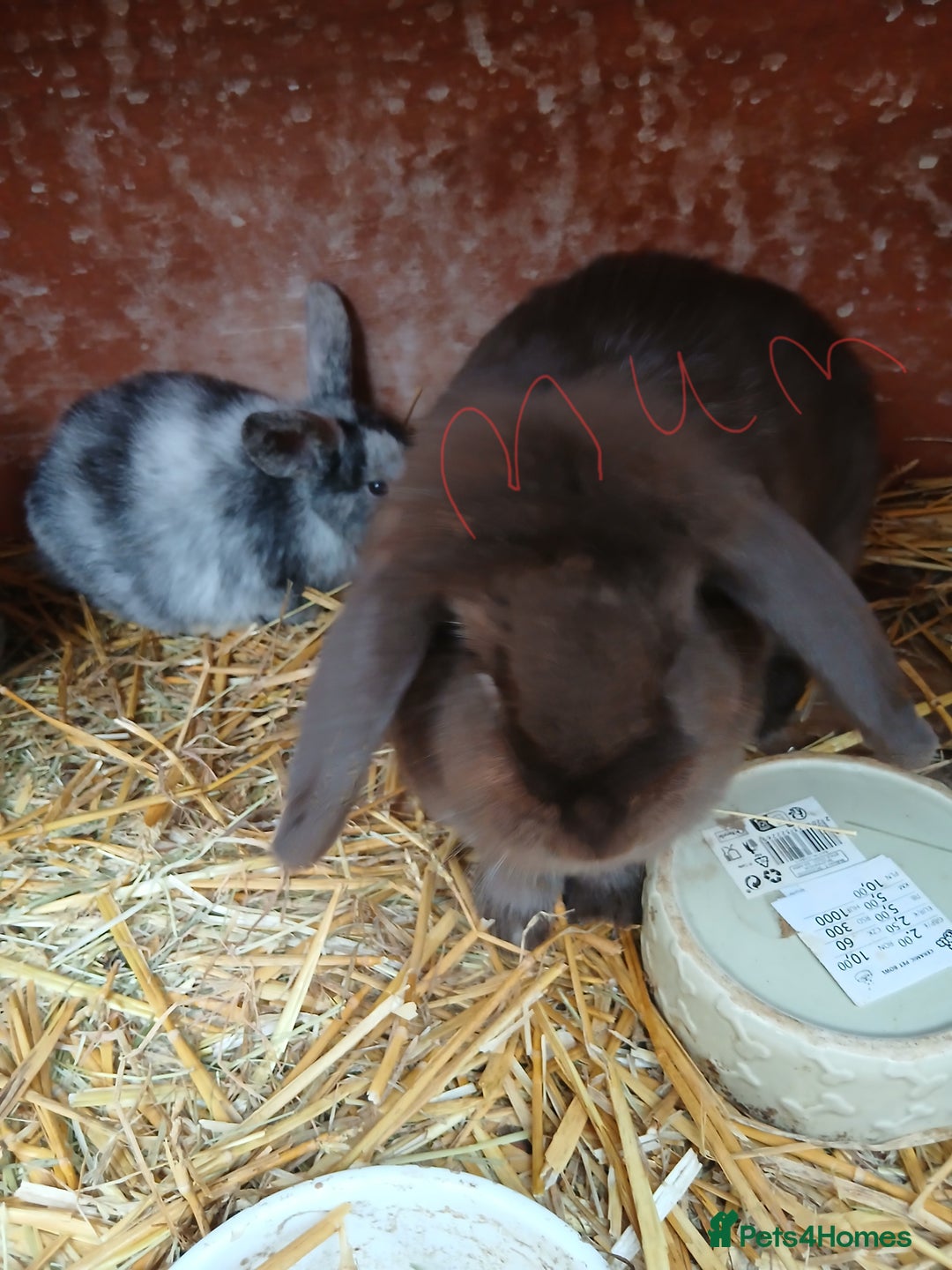 Mini Lop rabbits for sale: Plush lop baby rabbit - Advert 1