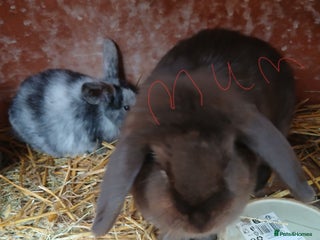 Mini Lop rabbits Plush lop baby rabbit - Advert 1