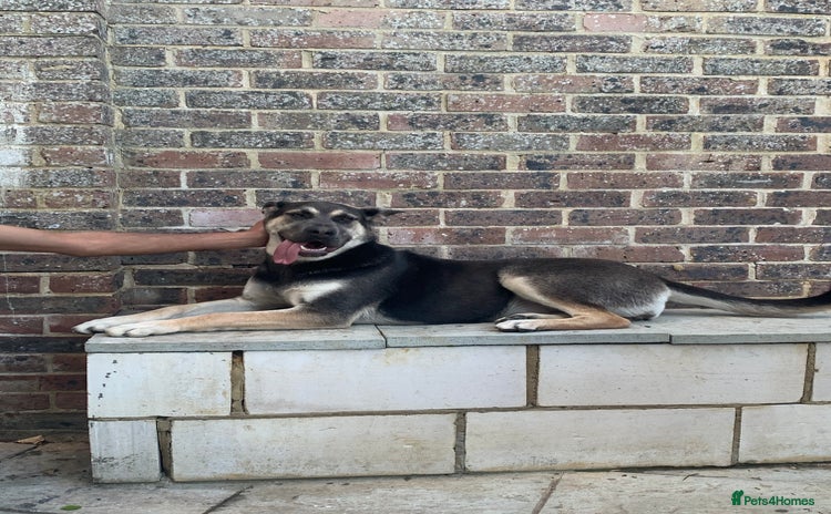 Mixed Breed dogs - Advert 1